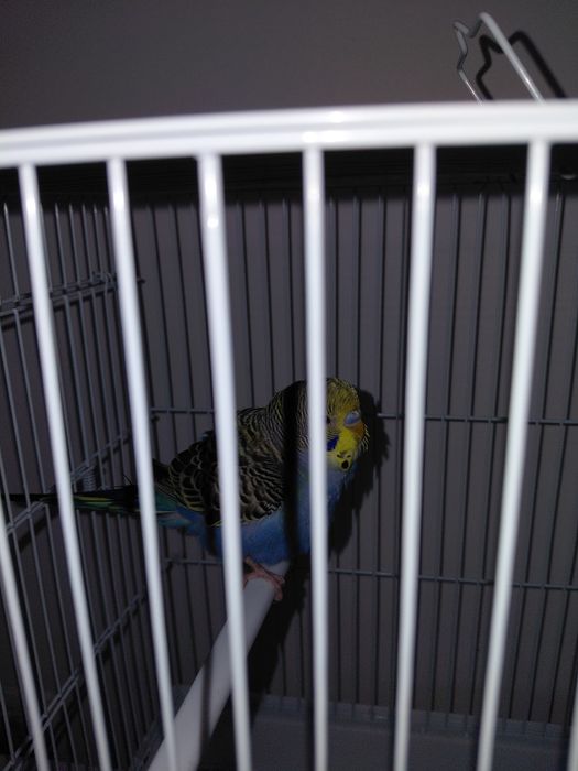 Попугай волнистые