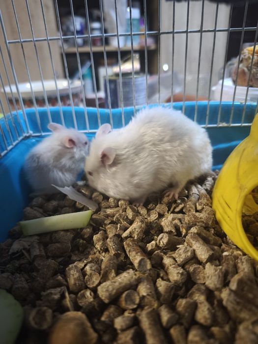 Серийские хомячки, белые