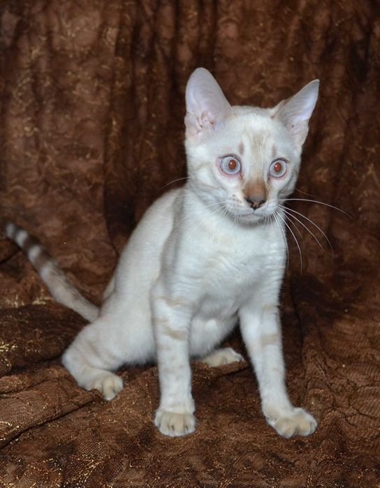 Малыш бенгалёныш