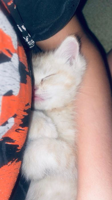 Котята рыжые (мальчик)