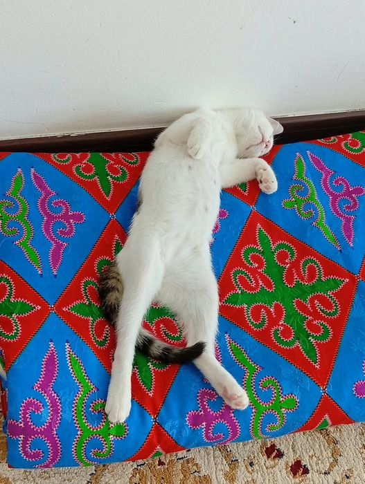 Очень ласковый котёнок