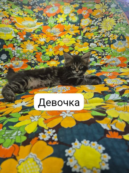 Котята Мэйн-кун. Продам