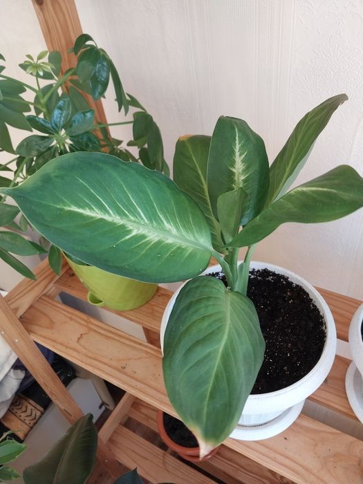 Диффенбахия Камила.