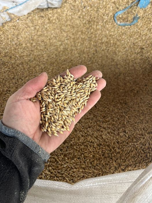 Orz de vânzare producția anului 2025