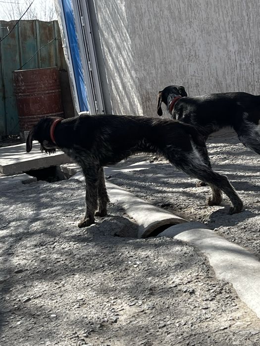 Дратхаар щенок продается 4 месяца