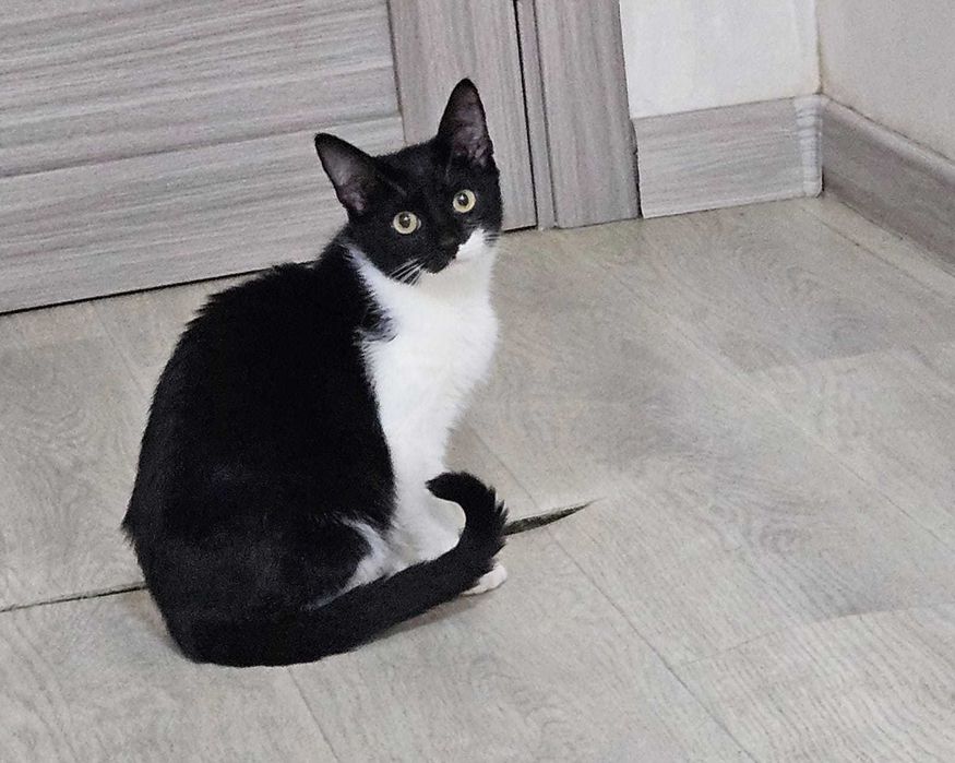 Отдам кота в добрые руки