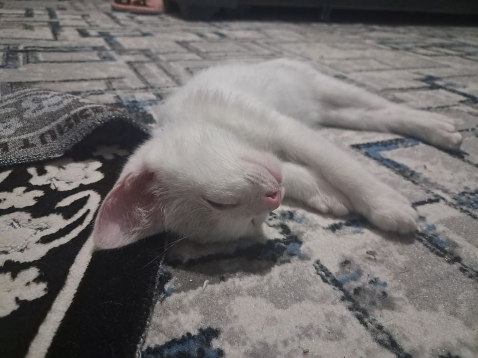 Отдам котёнка, 3 месяца, мальчик. К лотку приучен.