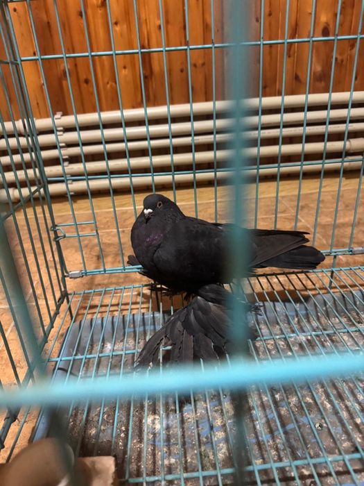 Голубь жук самец