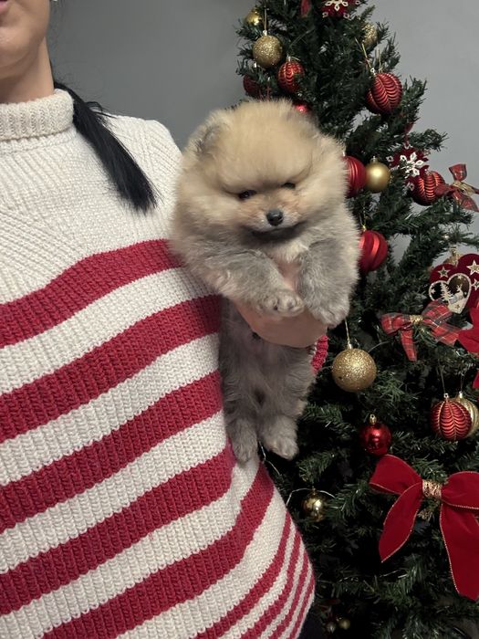 Померан две момчета и едно момиче