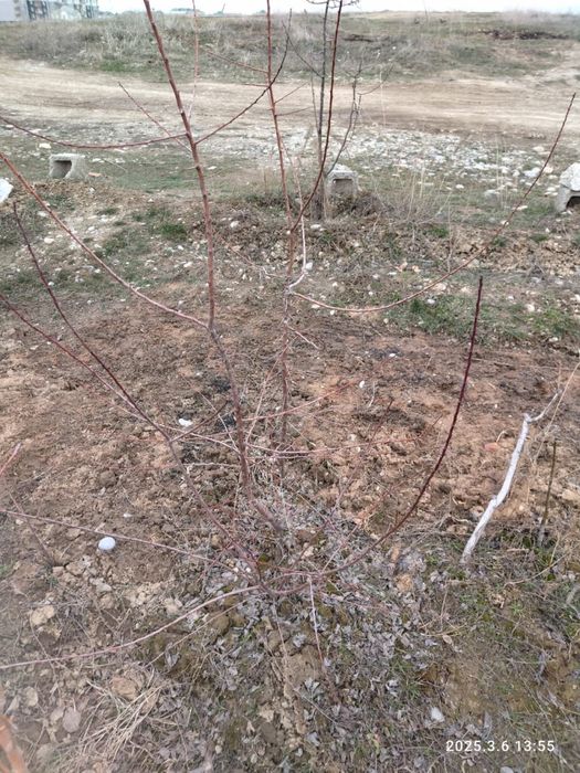 Кошет, Саженцы в ассортименте