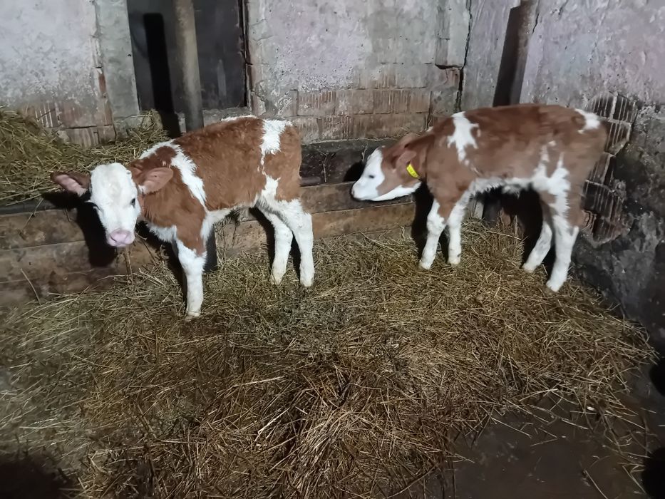 Vând 2 tăurași balțați