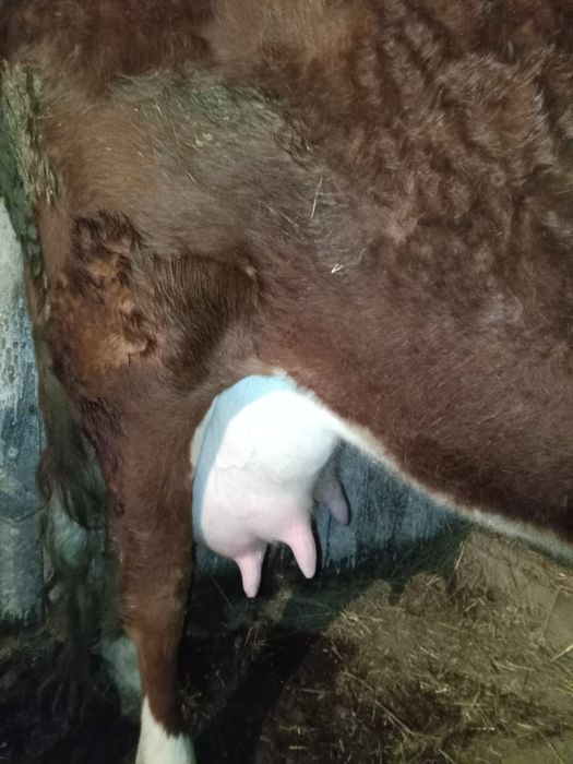 Продам корову стельную