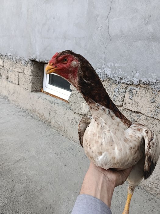 Dakan tovuq sotiladi