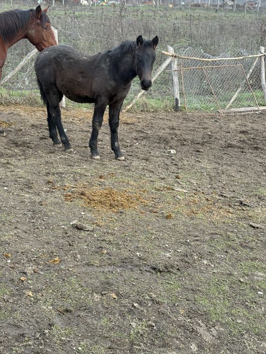 Vand manz in varsta de 5 luni