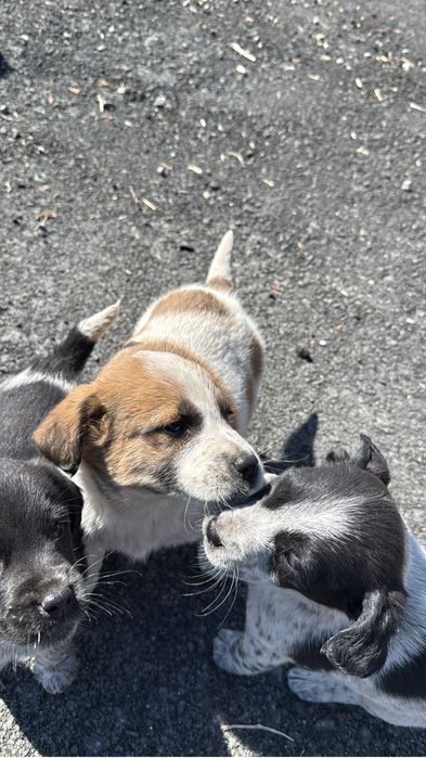 Отдам даром щенков полуспаниеля