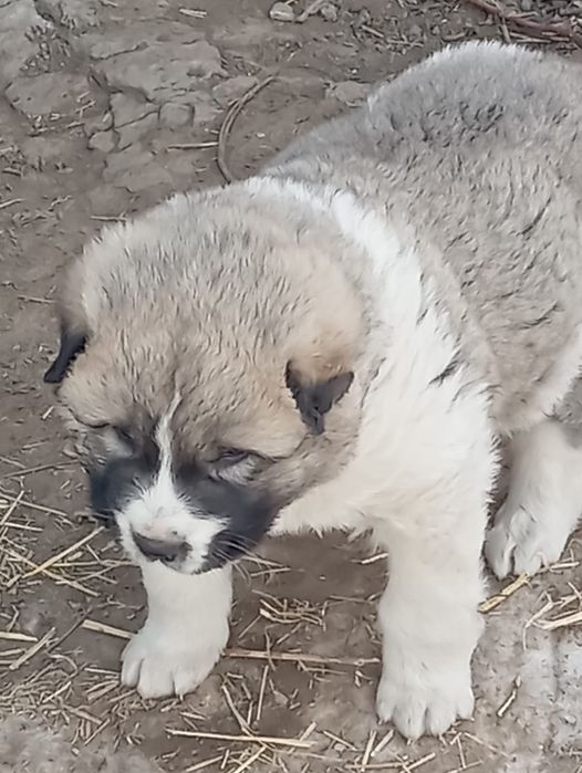 Продам щенка кавказской овчарки!