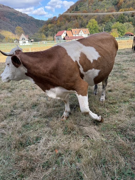 Vaca Baltata Romaneasca!