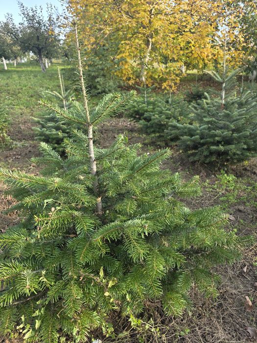 Brad normandian cu radacina