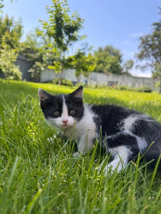 Отдам котят на усыновление