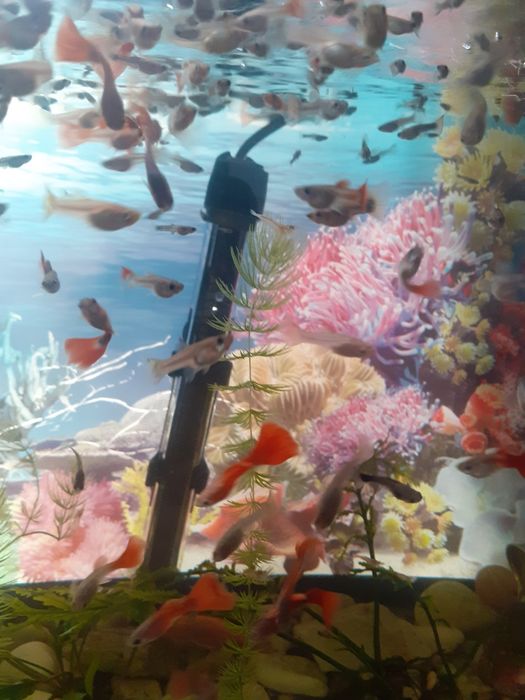 Продам рыбок! Гуппи.