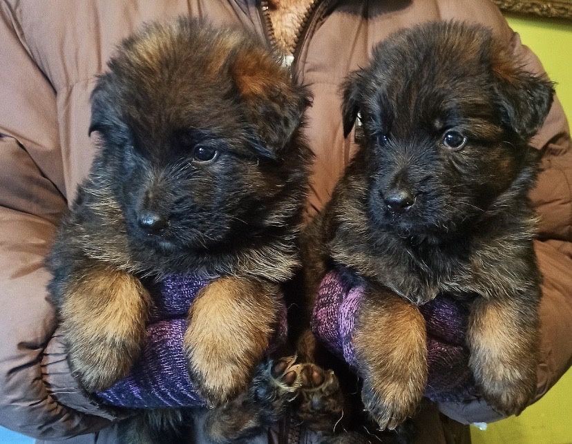продаже щенки немецкой овчарки!