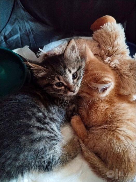 Котята пушистые мальчики