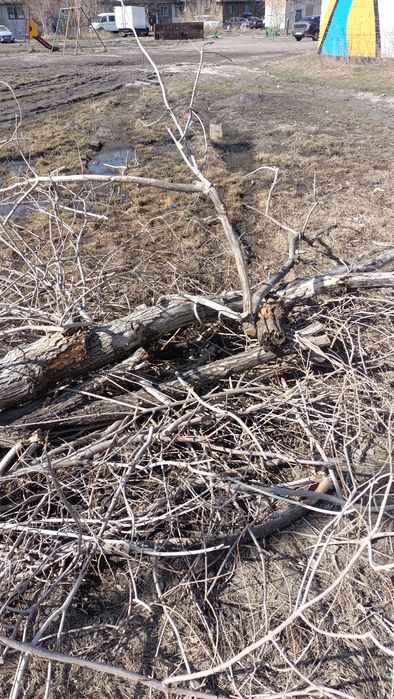 Дрова ветки даром