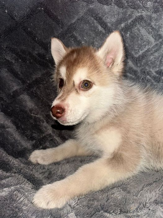 Готов к продаже щенков Хаска