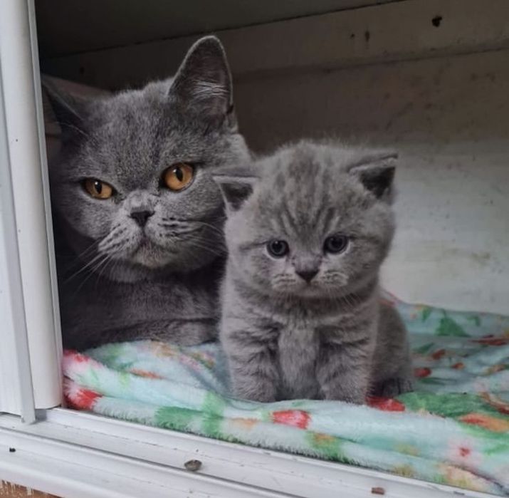 Британские котята