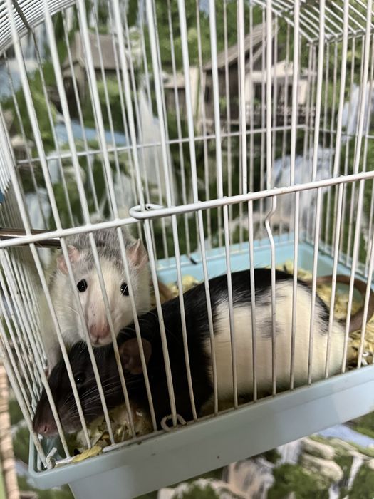 Крысы девочки (крыса,крыс,декоративные крысы)