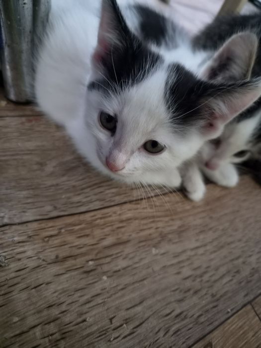 Домашние котята котята