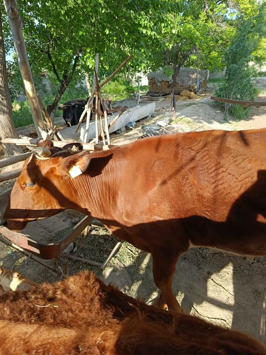 Sigir 2 ta tuqqan yosh semiz  qisir sigir sotiladi