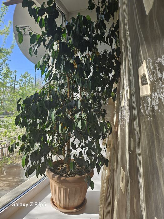 Продам большой фикус.