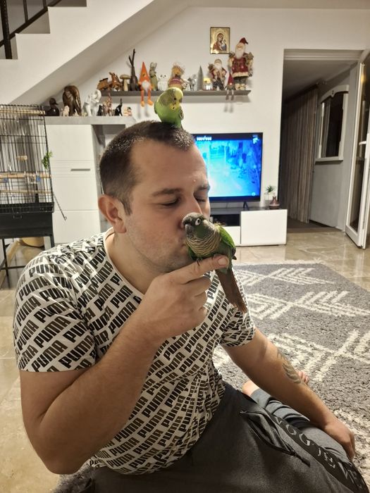 Papagal pyrhurra femela cu inel are 2 ani