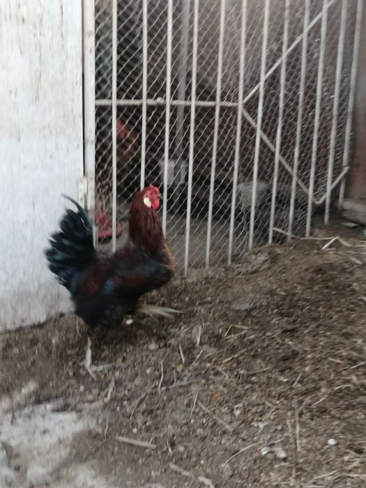 Петух 10 месяцев.