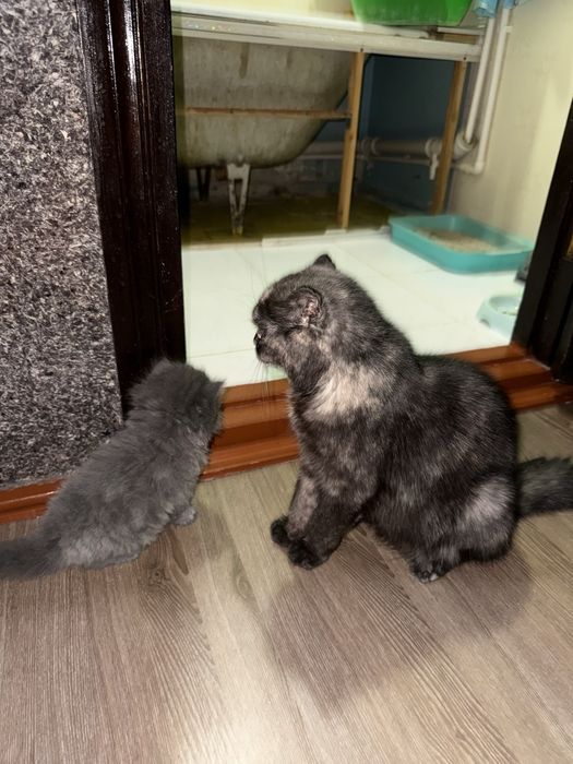 Shotlandskiy mushukchalar