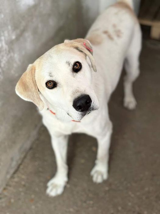 Подарява се кученце Ламбо