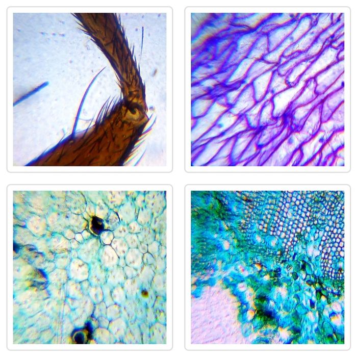Атрактивен микроскоп Levenhuk LabZZ M101