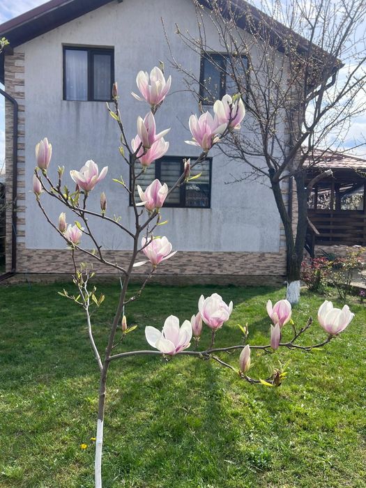 Vând casă ,Pantazi