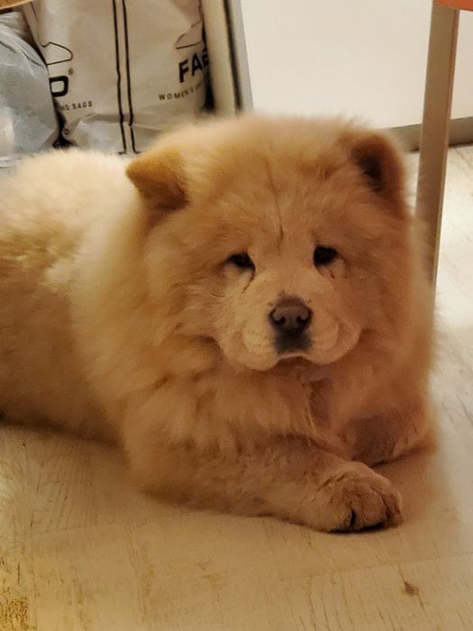 Куче чау чау  на 4 месеца