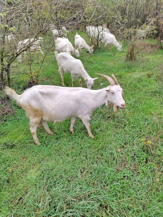 Продавам кози ББМ