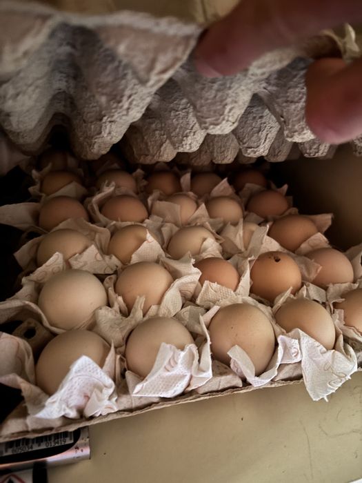 Ouă de incubat Australorp Negru