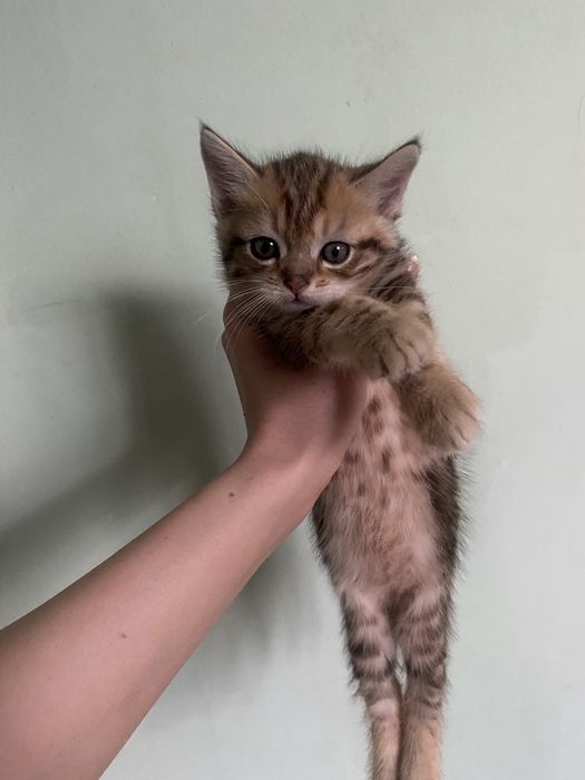 Отдам котят срочно