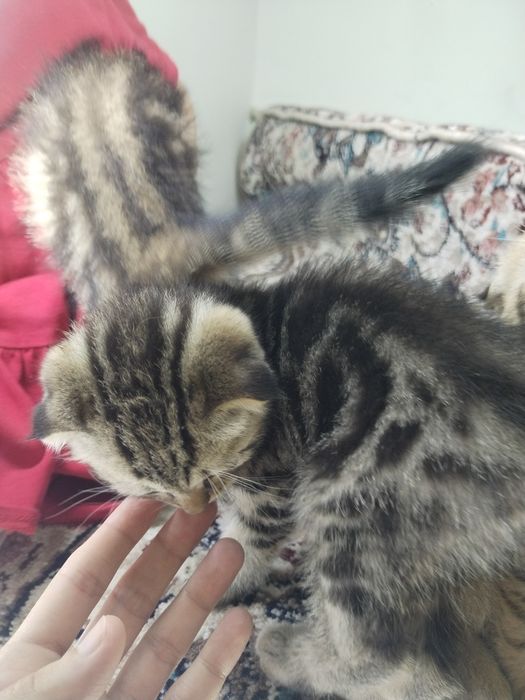 Bengal mushukchalar sotiladi