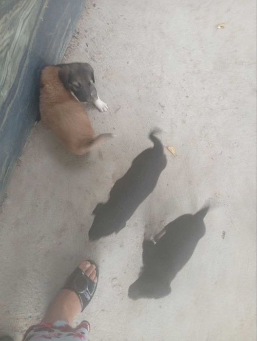 Kuchuk bolasi, 1 oylik, ovqat yeydi.