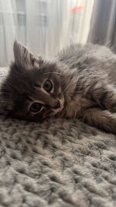 Котенок в поиске дома