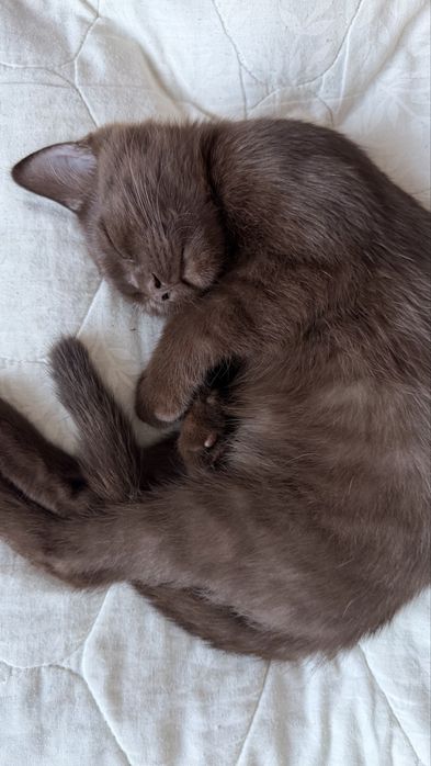 Отдам котенка в любящие руки