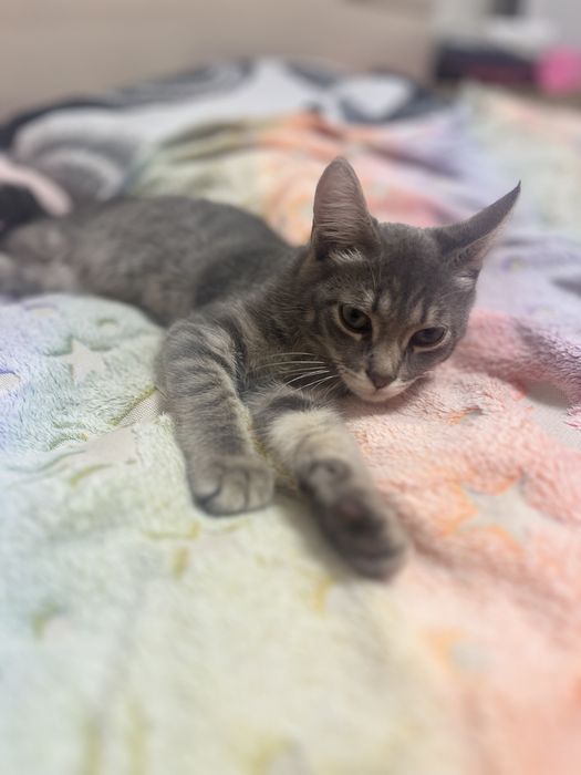 Отдам котенка девочку
