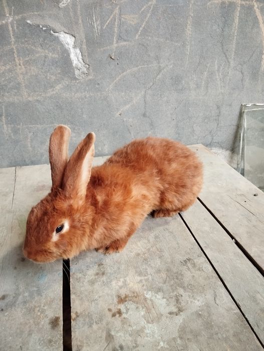 Jaydari quyonlar " Burgundiskiy " 1.5 yosh  8 oylik va 6 oylik