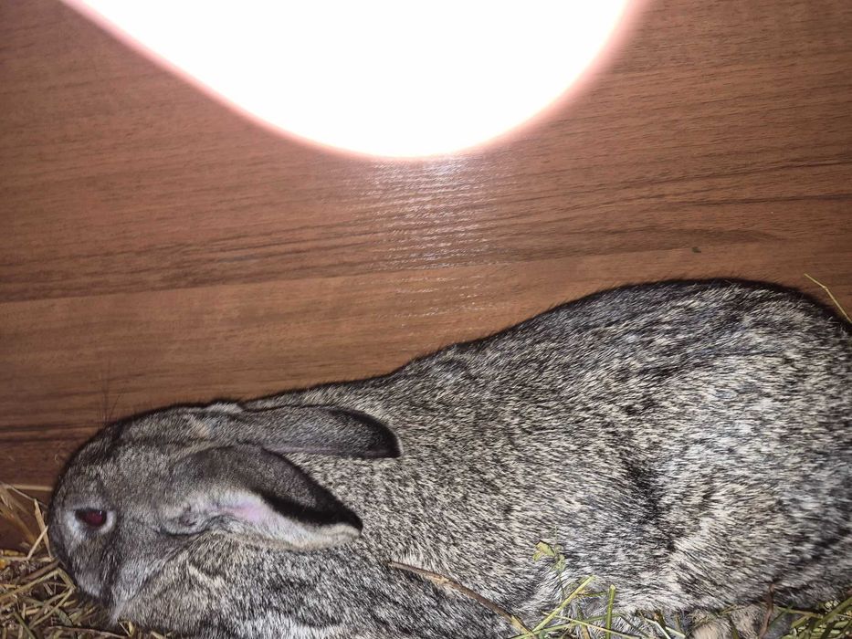 Iepuri varsta 8 luni 1 an